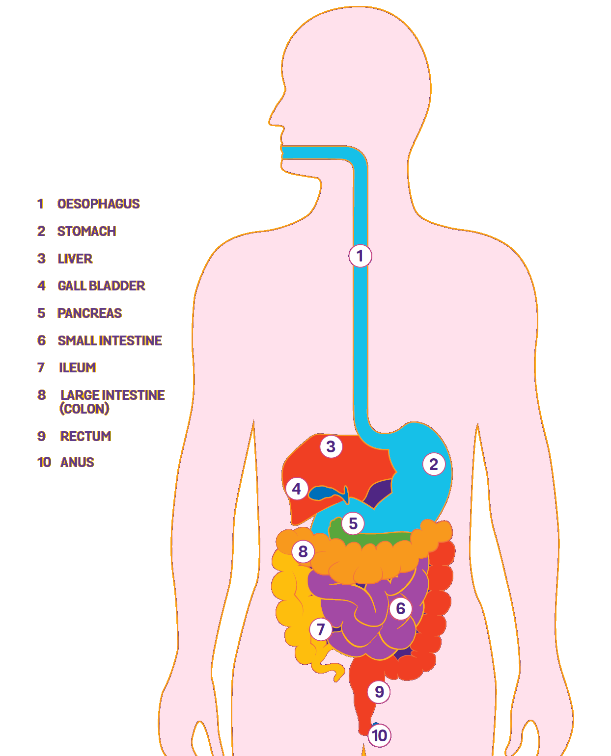 Digestive system function